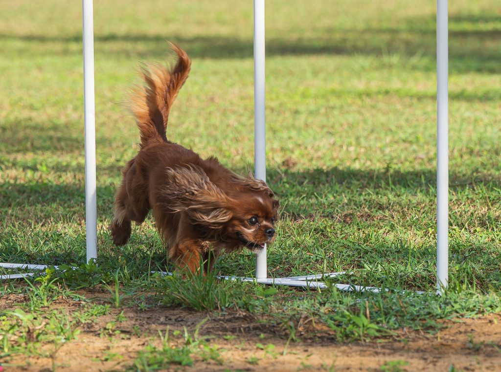 a king cavalier breed dog running around white agility course poles on a grassy lawn