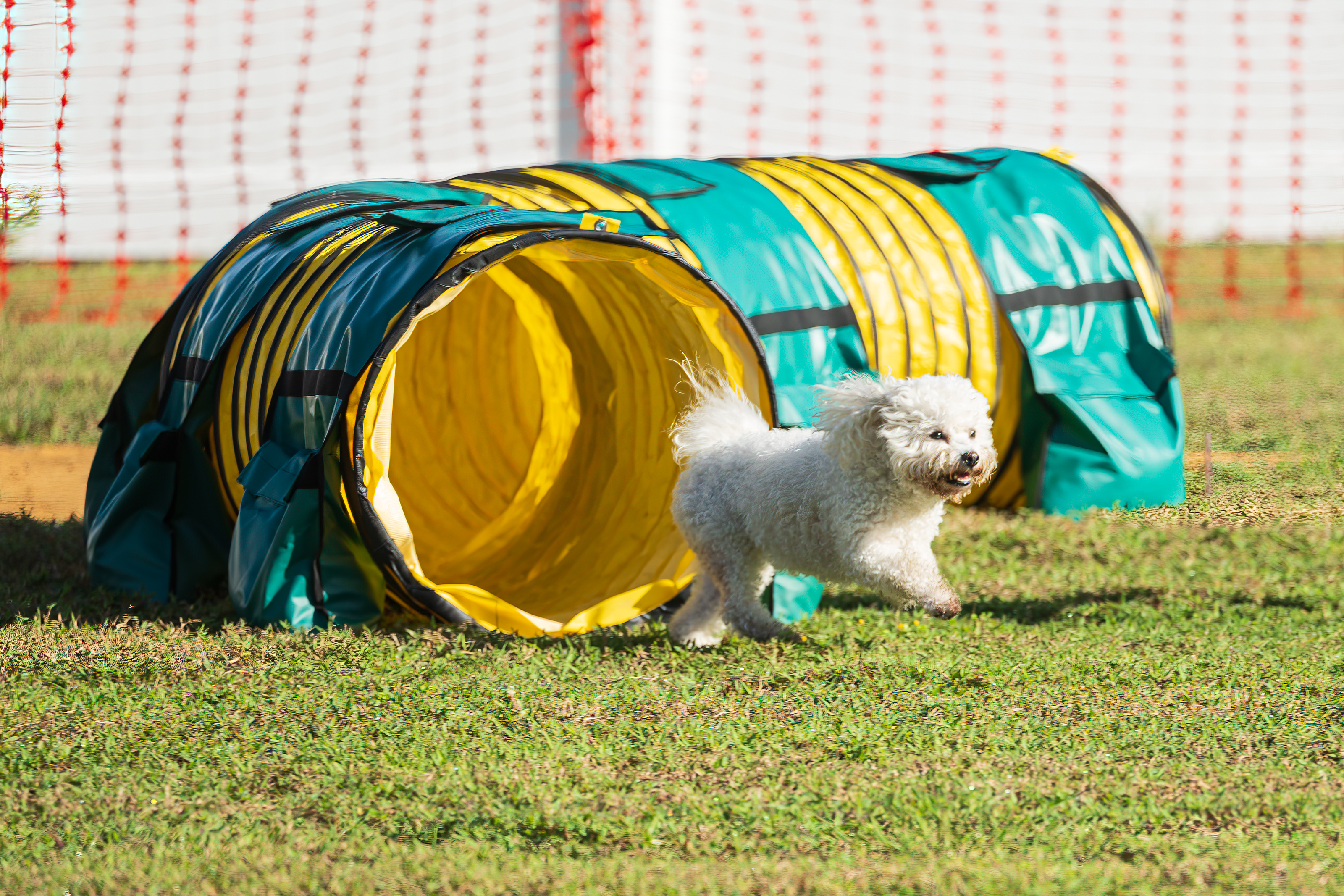 Small dog running through an agility course